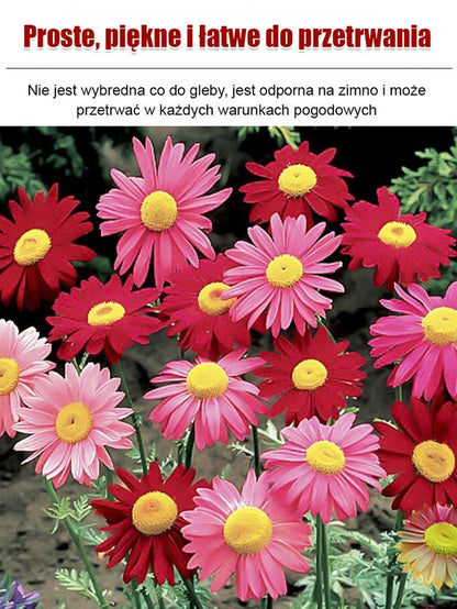 Nasiona złocienia dalmatyńskiego