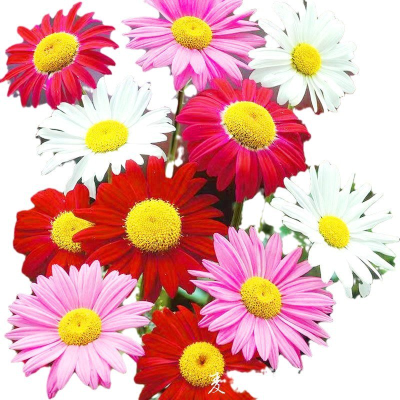 Nasiona złocienia dalmatyńskiego