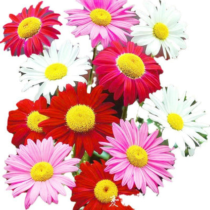 Nasiona złocienia dalmatyńskiego