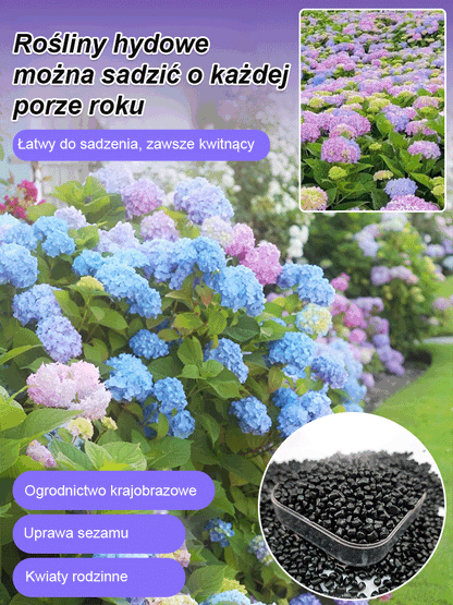 Hortensje w ogrodzie - uprawa przez cztery pory roku