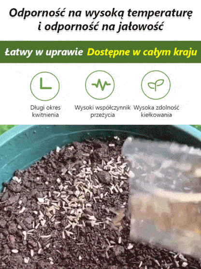 Czteropory Kwitnienia: Wielobarwna Kompozycja Kosmosu