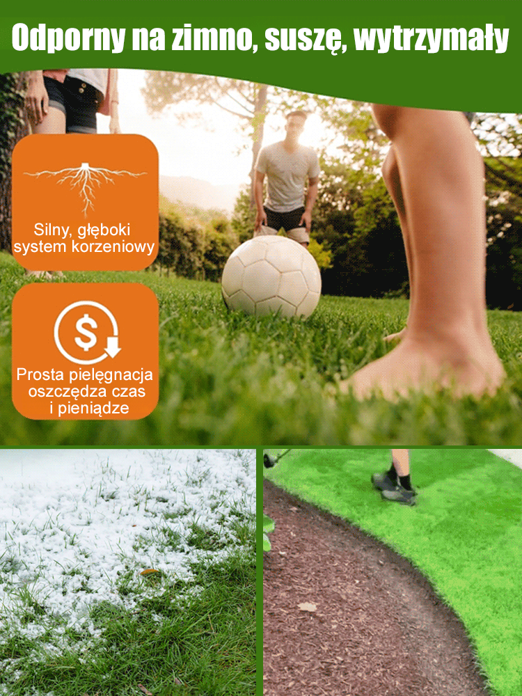 Nasiona trawnika wiecznie zielonego