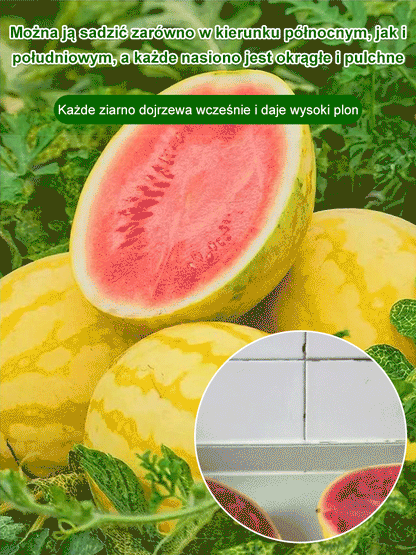 Złoty późny cienkoskórny nasiona arbuza