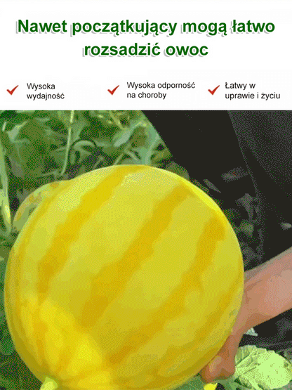 Złoty późny cienkoskórny nasiona arbuza