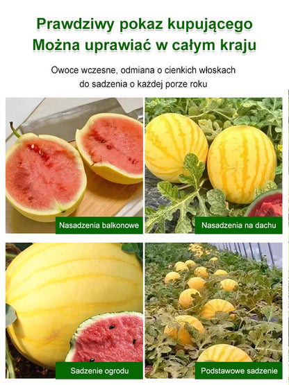 Złoty późny cienkoskórny nasiona arbuza