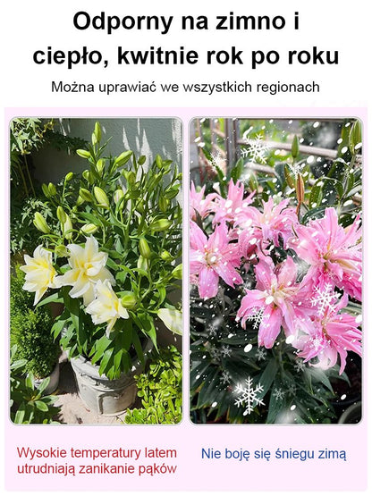 【Bardziej pachnący niż perfumy】Cebulki lilii Four Seasons pachnące na tysiące mil，Kwitnie co roku