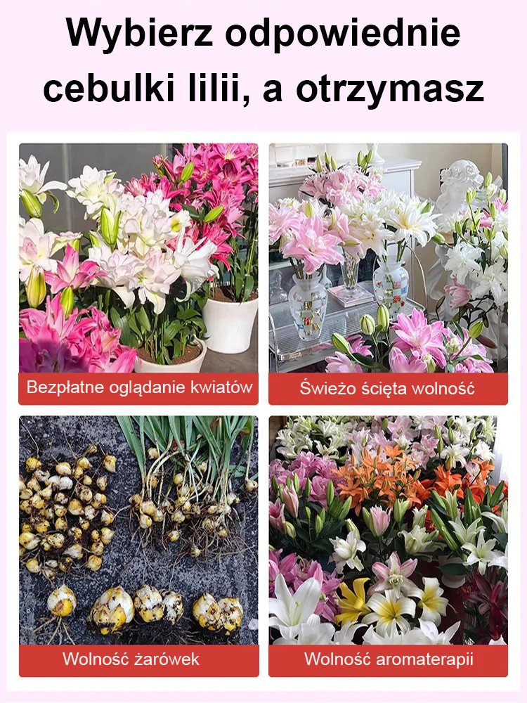 【Bardziej pachnący niż perfumy】Cebulki lilii Four Seasons pachnące na tysiące mil，Kwitnie co roku