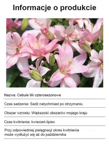 【Bardziej pachnący niż perfumy】Cebulki lilii Four Seasons pachnące na tysiące mil，Kwitnie co roku