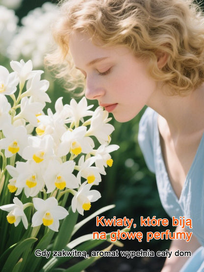 Kwitnienie przez cały rok! Najwyższej jakości cebulki pachnącego kosacica (Freesia)