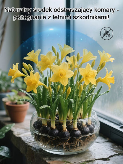 Kwitnienie przez cały rok! Najwyższej jakości cebulki pachnącego kosacica (Freesia)