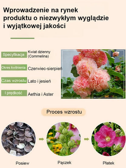 Sezonowe nasiona malwy dwupłatkowej kwitnącej