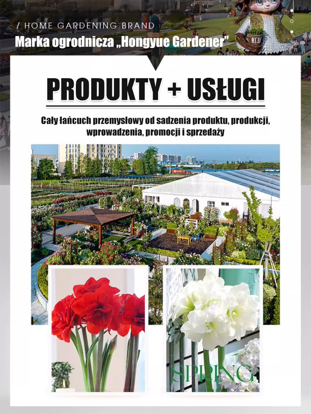 „Dobra wróżba” holenderskie importowane cebule amarylisu pełnego.