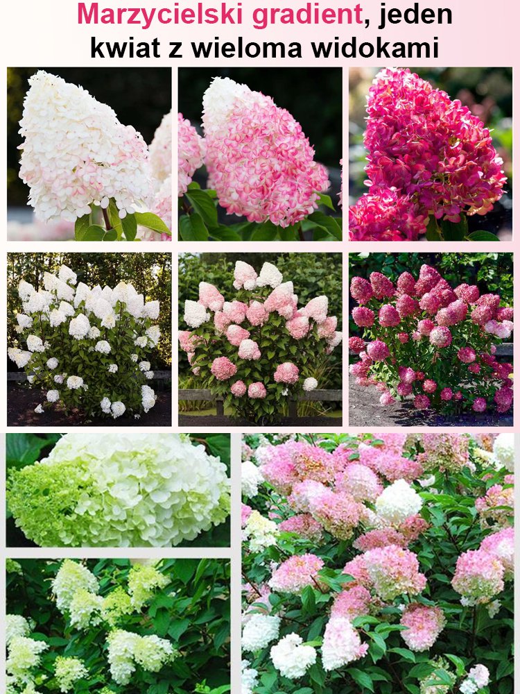 Nasiona hortensji truskawkowej Four Seasons Flowering