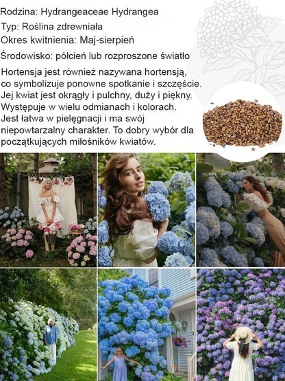 Nasiona hortensji truskawkowej Four Seasons Flowering