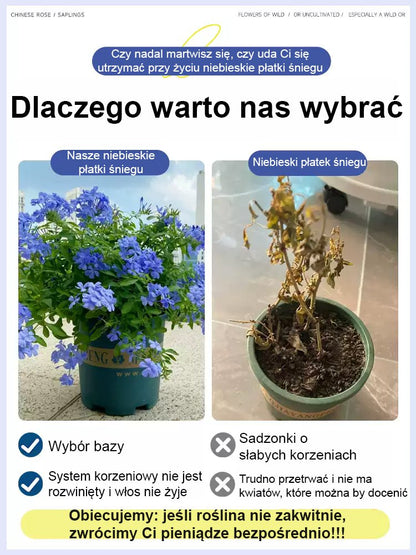 [Pachnące przez tysiące mil] Nasiona pnącza o czterech sezonach kwitnienia: niebieski kwiat śniegu