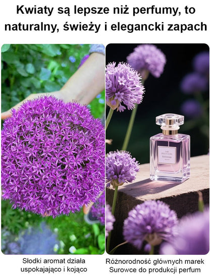 【Jednorazowe sadzenie, kwitnienie co roku】Cebule czosnek olbrzymi łatwe do uprawy przez cały rok.