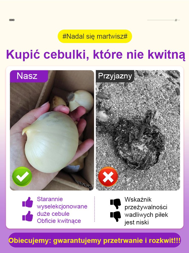 【Jednorazowe sadzenie, kwitnienie co roku】Cebule czosnek olbrzymi łatwe do uprawy przez cały rok.