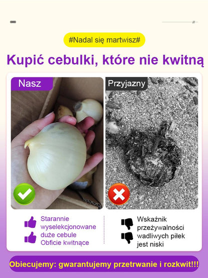 【Jednorazowe sadzenie, kwitnienie co roku】Cebule czosnek olbrzymi łatwe do uprawy przez cały rok.