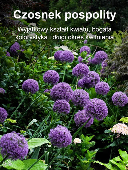 【Jednorazowe sadzenie, kwitnienie co roku】Cebule czosnek olbrzymi łatwe do uprawy przez cały rok.