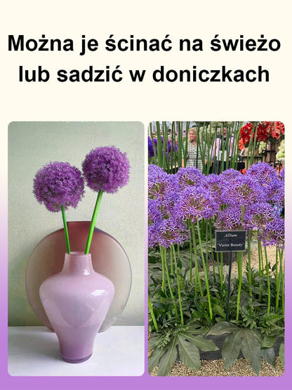 【Jednorazowe sadzenie, kwitnienie co roku】Cebule czosnek olbrzymi łatwe do uprawy przez cały rok.