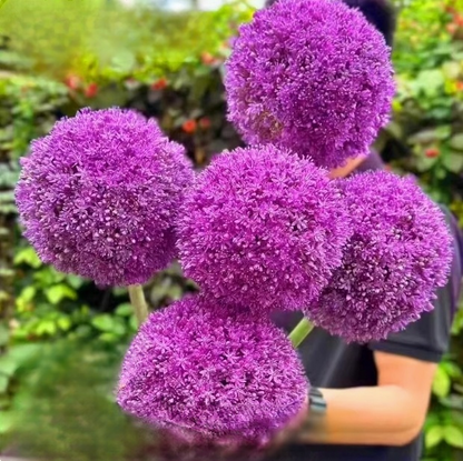 【Jednorazowe sadzenie, kwitnienie co roku】Cebule czosnek olbrzymi łatwe do uprawy przez cały rok.