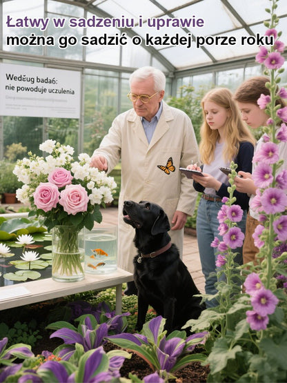 [Żyje po podlaniu] Wiele odmian silpachnących szybkosadnych nasion kwiat+z dołączoną cegłą kokosową