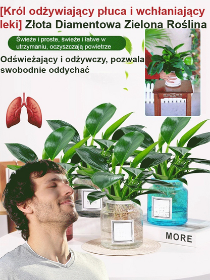 Złoty diament rośliny zielone【Król uzdrawiania płuc】