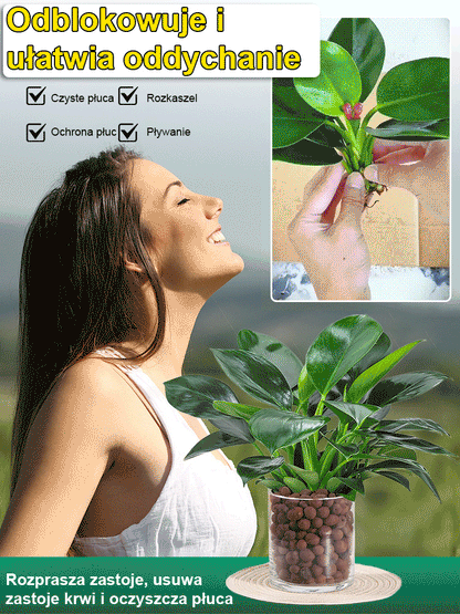 Złoty diament rośliny zielone【Król uzdrawiania płuc】