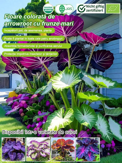 Nasiona ogrodnicze Caladium dostępne w wielu kolorach