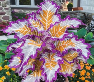 Nasiona ogrodnicze Caladium dostępne w wielu kolorach