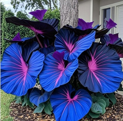 Nasiona ogrodnicze Caladium dostępne w wielu kolorach