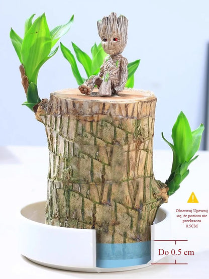 【Gdy napotka wodę, ożywa】Czteropory roku kwitnąca hydroponiczna brazylijska szczęśliwa roślina