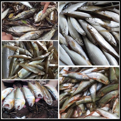 【Sekunda na dużą rybę】Przynęta na ryby z czerwonymi robakami z nietkniętego glutenu