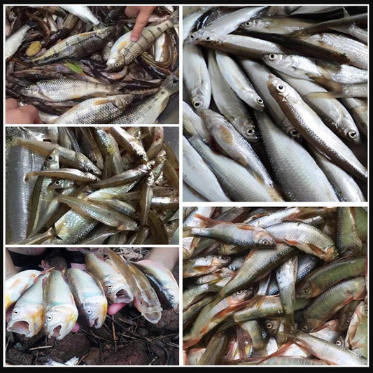 【Sekunda na dużą rybę】Przynęta na ryby z czerwonymi robakami z nietkniętego glutenu