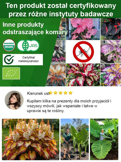 Rzadkie nasiona lilii cieniolubnej