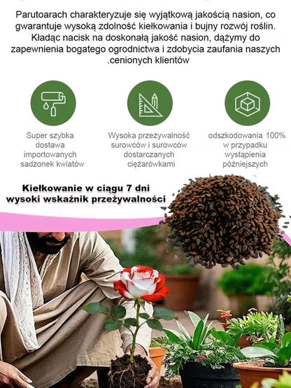 Kolorowe nasiona róży