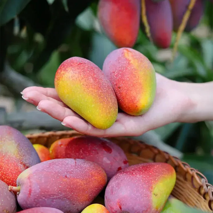 🥭 Aksamitne, słodkie i soczyste sadzonki mango – poczuj smak tropików we własnym domu 🌴