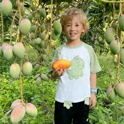 🥭 Aksamitne, słodkie i soczyste sadzonki mango – poczuj smak tropików we własnym domu 🌴