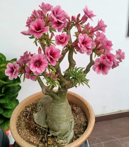 🔥Wyhoduj Królową Pustyni – teraz w obniżonej cenie!🎁 😍Uwielbia kwitnąć, długi okres kwitnienia 🌵 Róża Pustyni