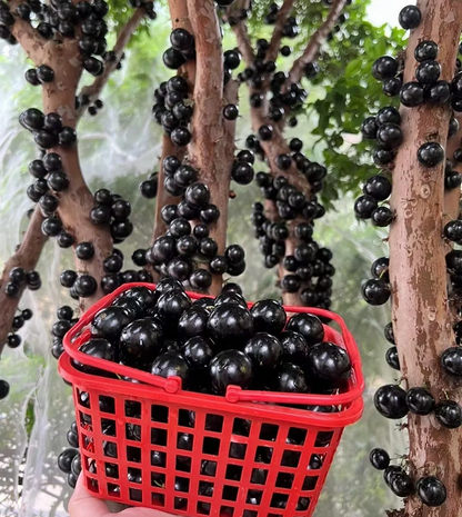 Nasiona winogron Jabuticaba