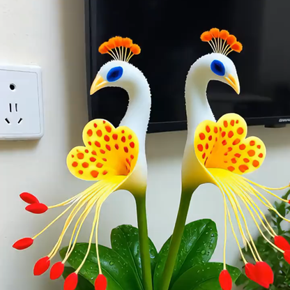 🦚 Storczyk pawi