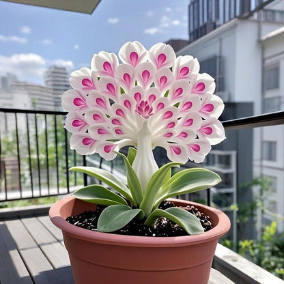 💠 „Królowa pachnących kwiatów — cebulki storczyka pawiego dla czystego luksusu w ogrodzie”