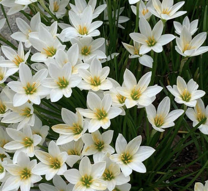 Cebule orchidei deszczowej – kwitną po kolejnym deszczu