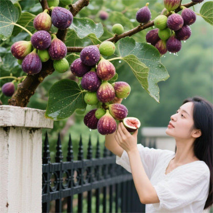 Nasiona fig SweetHarvest