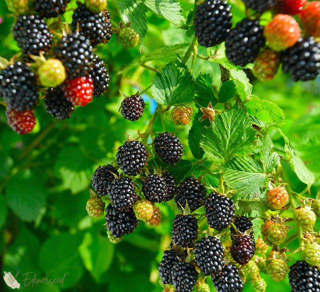 Słodkie gigantyczne nasiona jeżyny