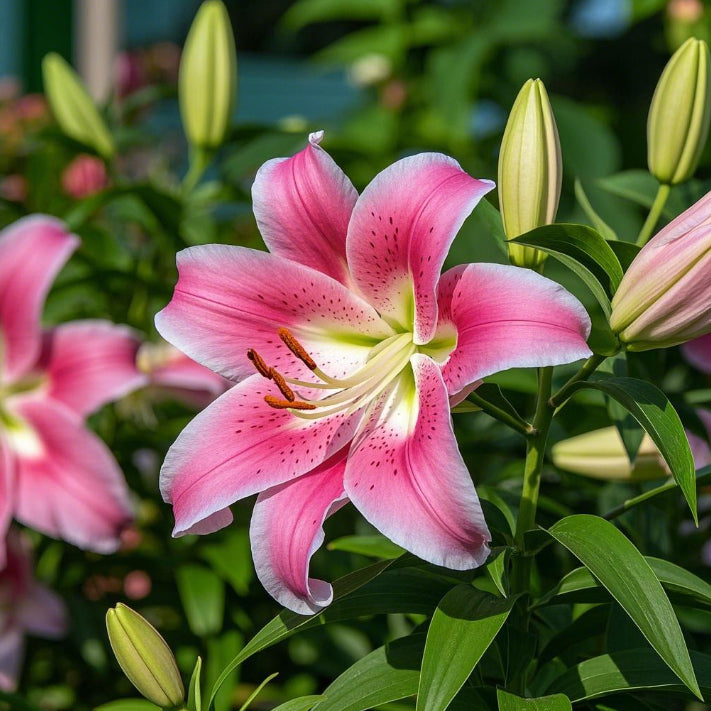 🌺Perfumowane cebulki lilii – świeże i słodkie