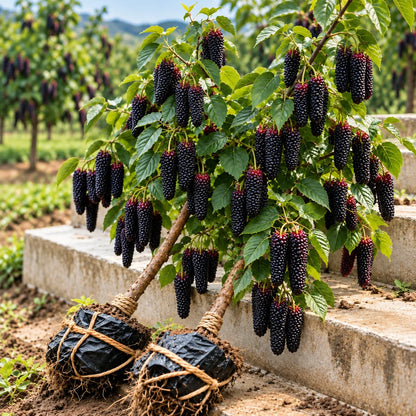 🌳 Giant Red & Black Mulberry Tree Saplings – Grow Sweet Berries at Home 🌿