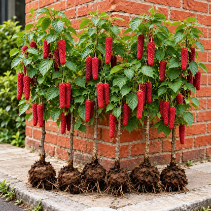 🌳 Giant Red & Black Mulberry Tree Saplings – Grow Sweet Berries at Home 🌿