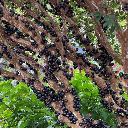 Nasiona winogron Jabuticaba