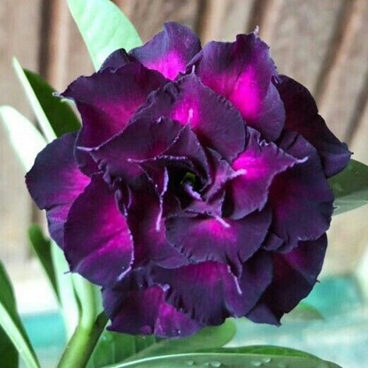 🎁Cebule róży pustynnej🌵Bardzo łatwa pielęgnacja! 🌸Cebule Adenium Obesum